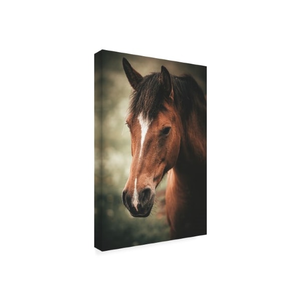 Philippe Sainte Laudy 'Brown Horse' Canvas Art,12x19